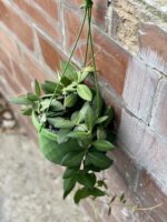 Zdjęcie rośliny Hoya burtoniae, ujęcie 3