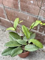 Zdjęcie rośliny Hoya erythrina, ujęcie 1