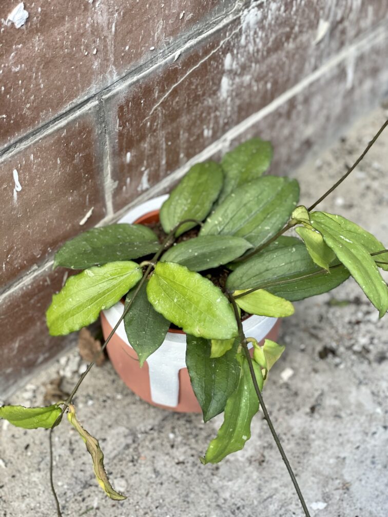 Zdjęcie rośliny Hoya erythrina, ujęcie 3