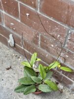 Zdjęcie rośliny Hoya erythrina, ujęcie 4