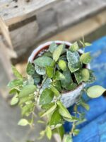 Zdjęcie rośliny Hoya krohniana Splash, ujęcie 1