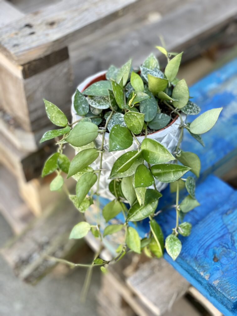 Zdjęcie rośliny Hoya krohniana Splash, ujęcie 2