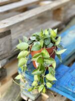 Zdjęcie rośliny Hoya krohniana Splash, ujęcie 3