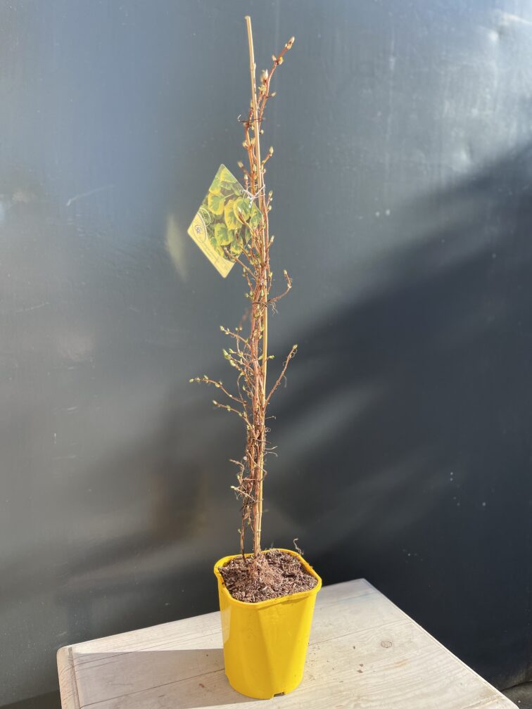 Zdjęcie rośliny Hydrangea anomala Mirranda (Hortensja pnąca), ujęcie 1