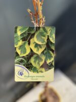 Zdjęcie rośliny Hydrangea anomala Mirranda (Hortensja pnąca), ujęcie 2
