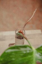 Zdjęcie rośliny Monstera variegata - sadzonka pędowa, ujęcie 3