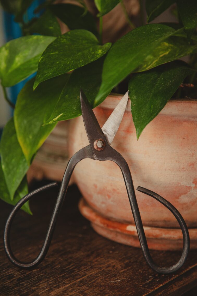 Zdjęcie akcesoria Nożyce do bonsai 10x20cm, ujęcie 1