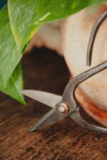 Zdjęcie akcesoria Nożyce do bonsai 10x20cm, ujęcie 4