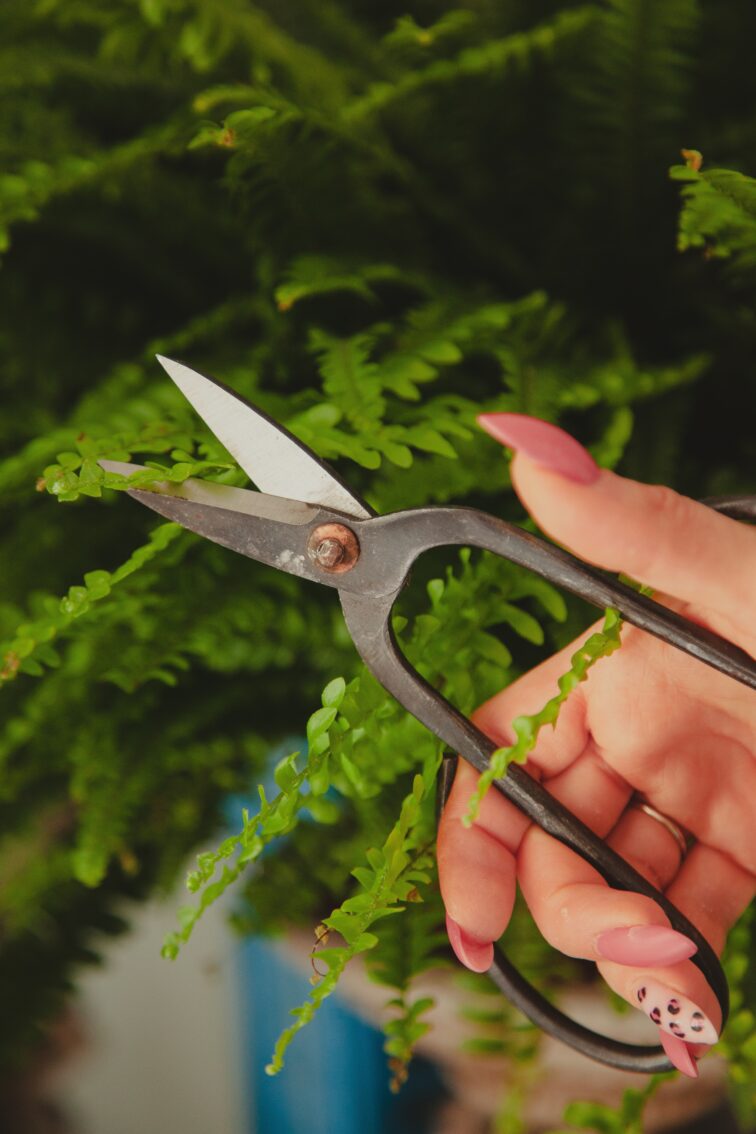 Zdjęcie akcesoria Nożyce do bonsai 10x20cm, ujęcie 5