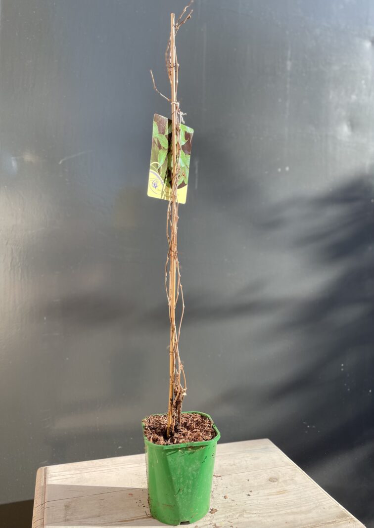 Zdjęcie rośliny Parthenocissus quinquefolia Murorum (Winobluszcz pięciolistkowy), ujęcie 1
