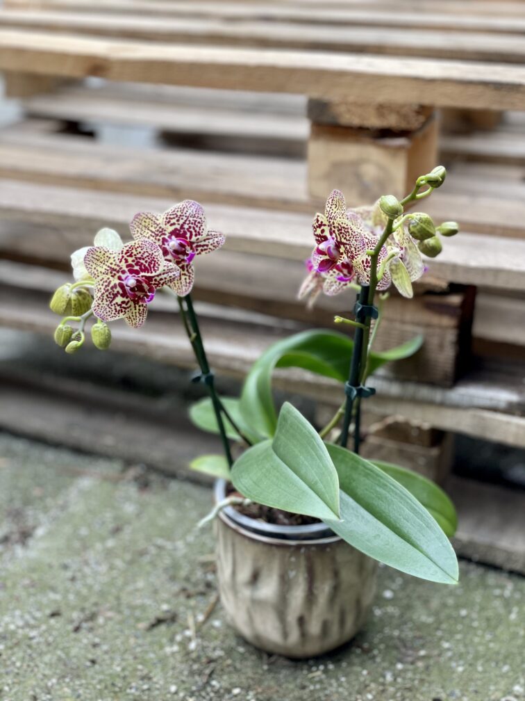 Zdjęcie rośliny Phalaenopsis Borneo, ujęcie 1