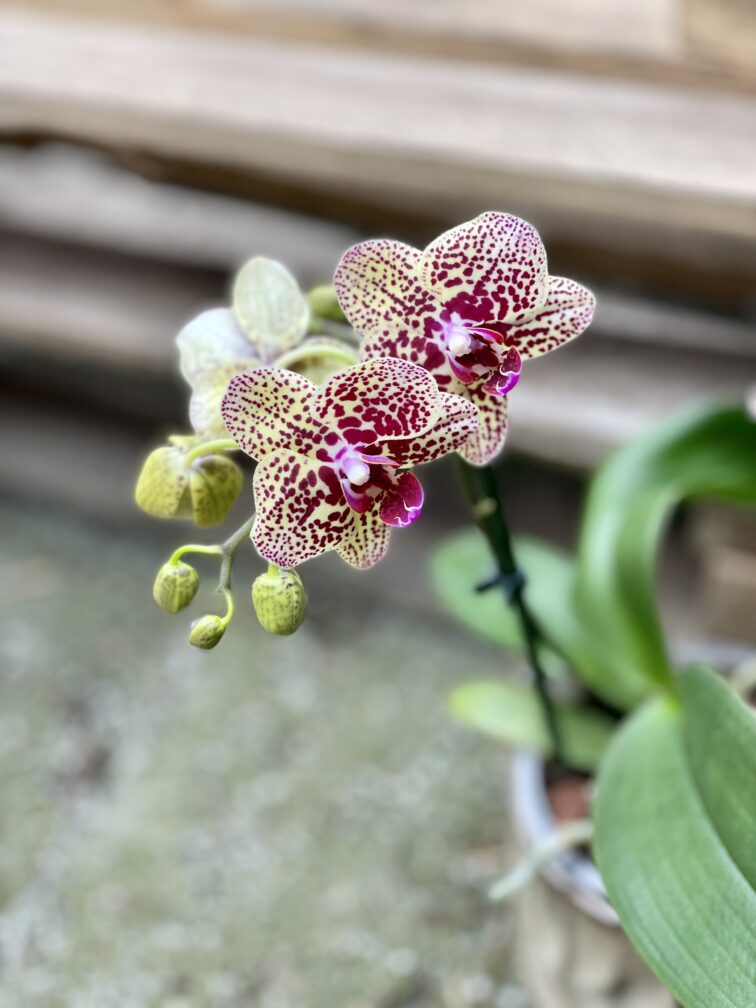 Zdjęcie rośliny Phalaenopsis Borneo, ujęcie 2