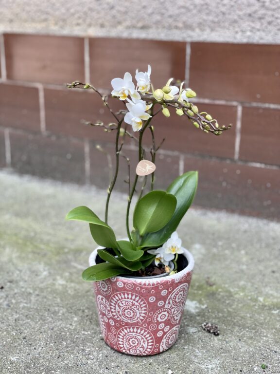 Zdjęcie rośliny Phalaenopsis Kolibri Orchids Liberty, ujęcie 1