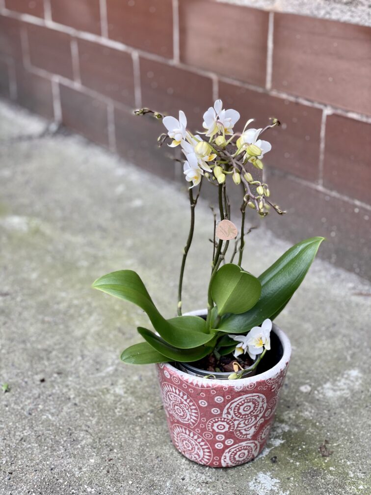 Zdjęcie rośliny Phalaenopsis Kolibri Orchids Liberty, ujęcie 3