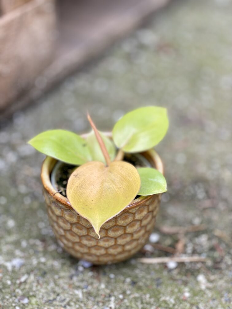 Zdjęcie rośliny Philodendron bipennifolium aurea Yellow Violin, ujęcie 1