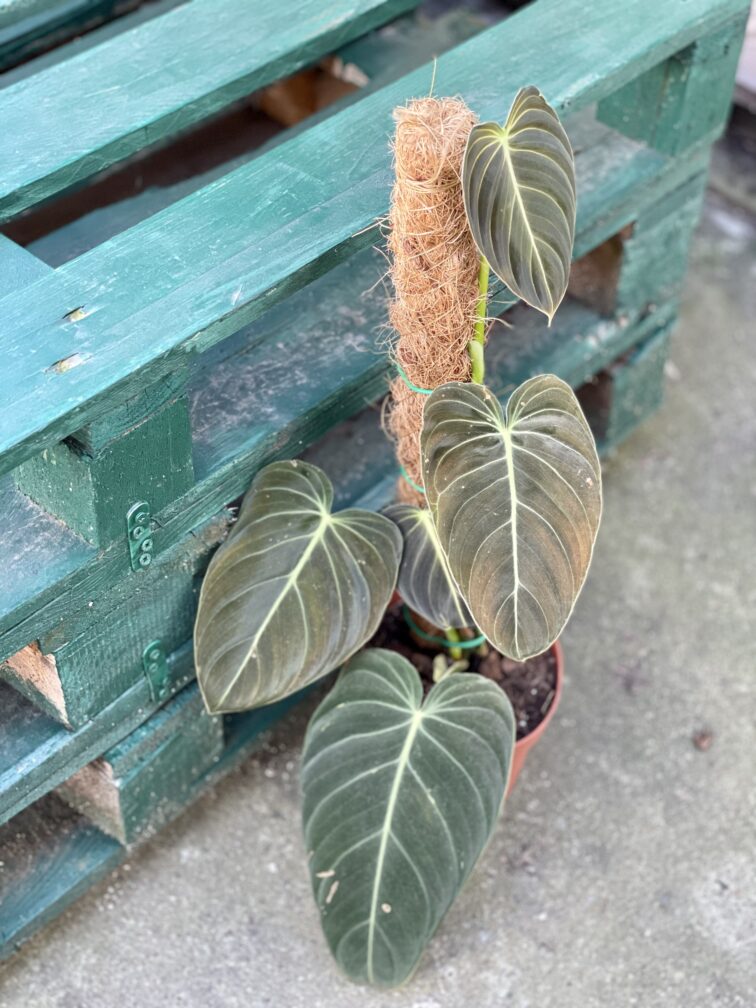 Zdjęcie rośliny Philodendron melanochrysum, ujęcie 3