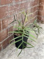 Zdjęcie rośliny Philodendron Tortum, ujęcie 1