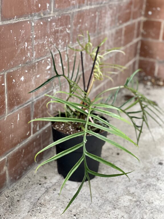 Zdjęcie rośliny Philodendron Tortum, ujęcie 1