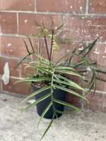 Zdjęcie rośliny Philodendron Tortum, ujęcie 2