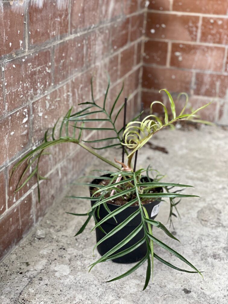 Zdjęcie rośliny Philodendron Tortum, ujęcie 3