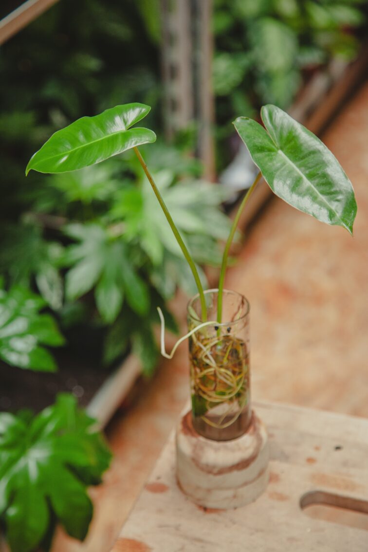 Zdjęcie rośliny Sadzonka philodendron Burle Marx 7, ujęcie 1
