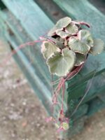 Zdjęcie rośliny Saxifraga Stolonifera Tricolor (Skalnica Rozłogowa), ujęcie 1