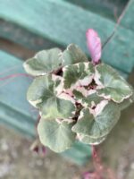 Zdjęcie rośliny Saxifraga Stolonifera Tricolor (Skalnica Rozłogowa), ujęcie 3