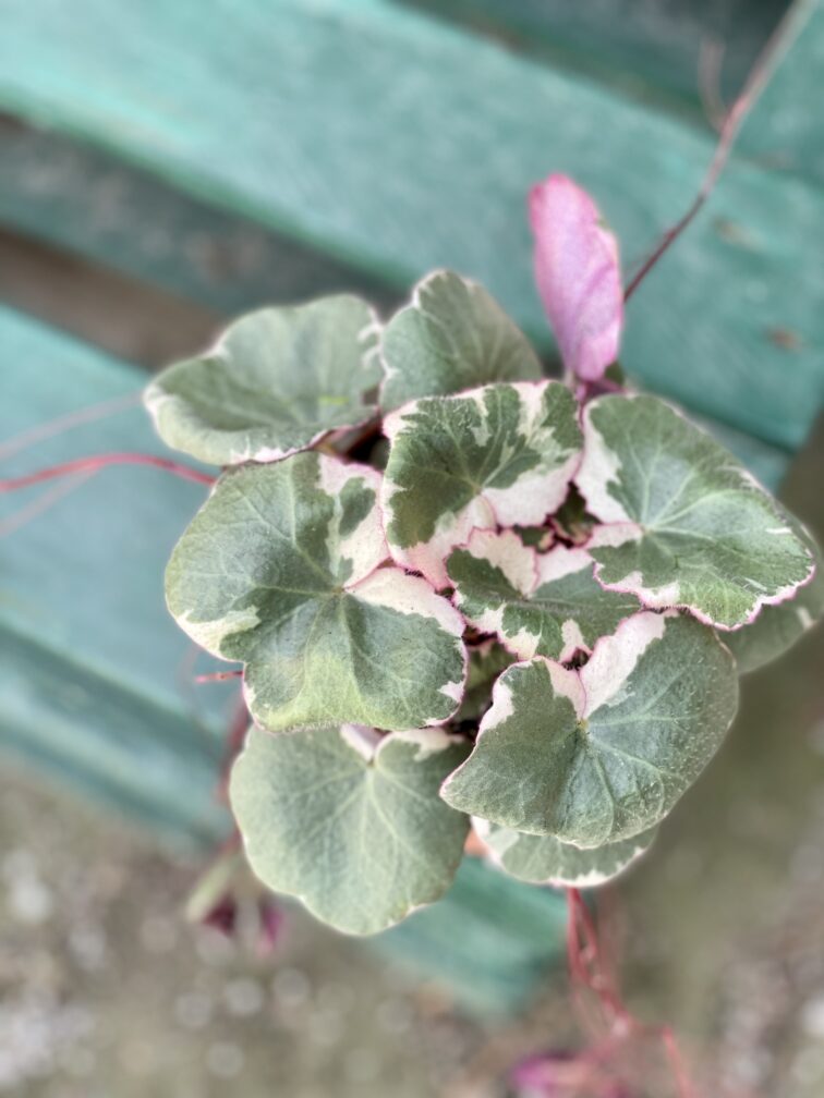 Zdjęcie rośliny Saxifraga Stolonifera Tricolor (Skalnica Rozłogowa), ujęcie 3