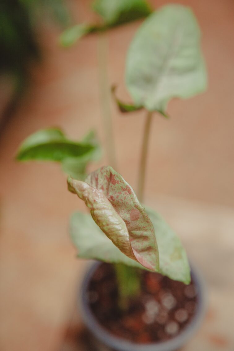 Zdjęcie rośliny Syngonium Milk Confetti, ujęcie 2