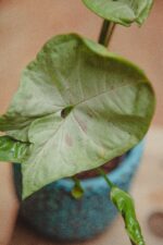 Zdjęcie rośliny Syngonium Milk Confetti, ujęcie 2