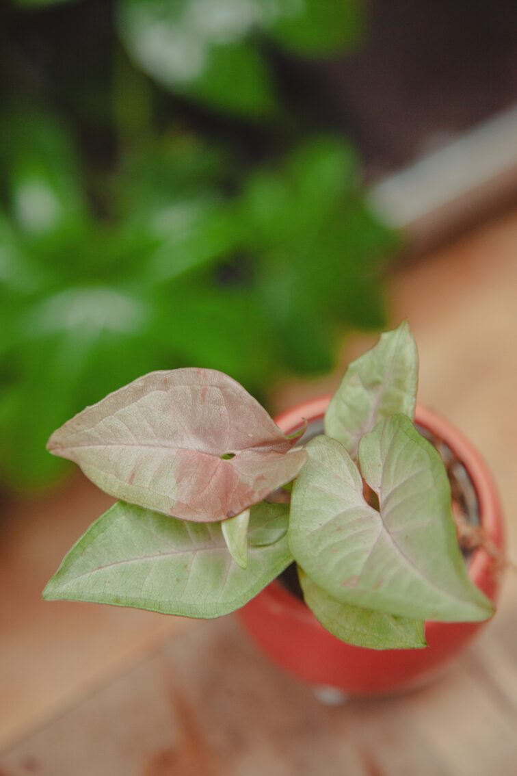 Zdjęcie rośliny Syngonium Pink Spot, ujęcie 2