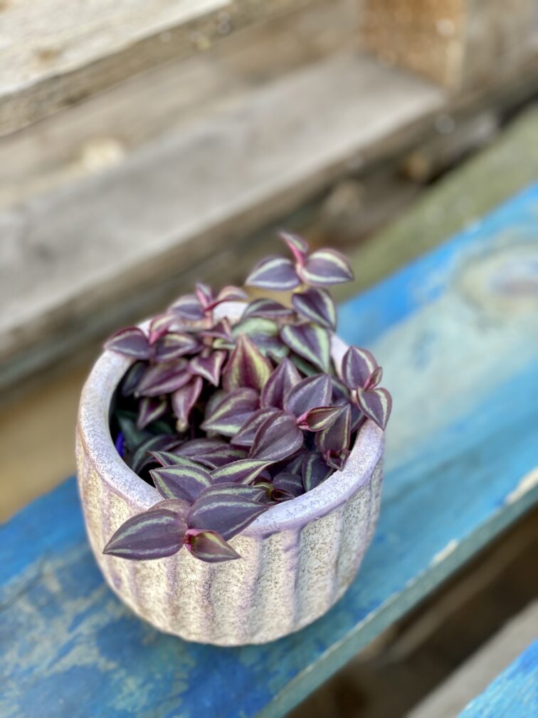 Zdjęcie rośliny Tradescantia Purple (Trzykrotka), ujęcie 1