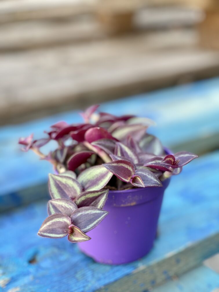Zdjęcie rośliny Tradescantia Purple (Trzykrotka), ujęcie 2