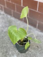 Zdjęcie rośliny Wasabi japonica (Chrzan japoński), ujęcie 3
