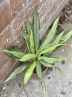 Zdjęcie rośliny Aglaonema White Lance, ujęcie 3