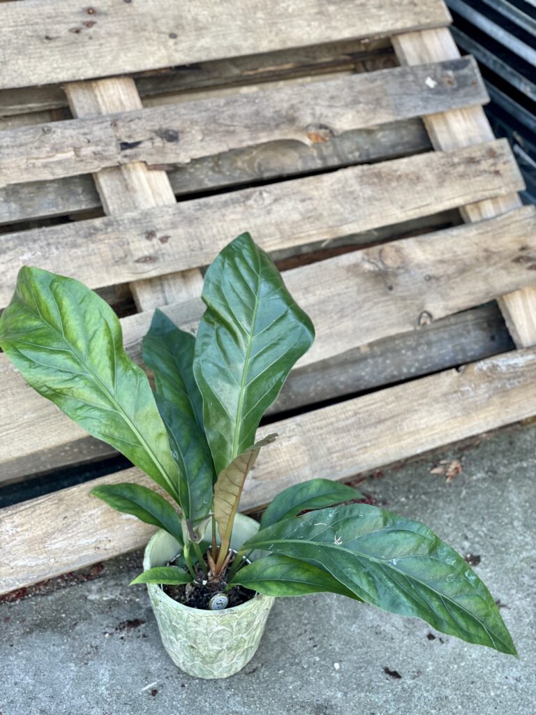Anthurium ellipticum Jungle Bush - Jungle Boogie