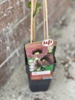 Zdjęcie rośliny Aristolochia macrophylla (Kokornak wielkolistny), ujęcie 1