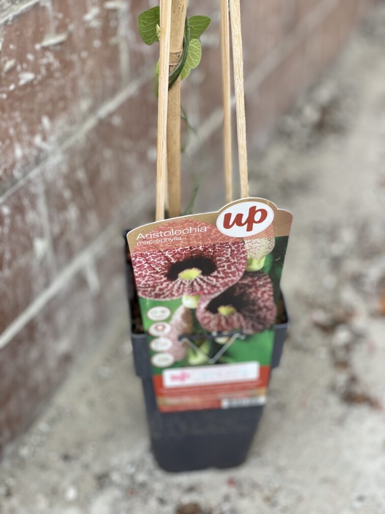 Zdjęcie rośliny Aristolochia macrophylla (Kokornak wielkolistny), ujęcie 1