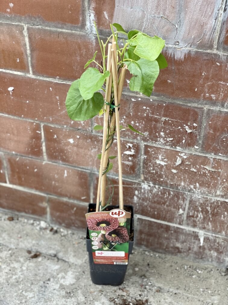 Zdjęcie rośliny Aristolochia macrophylla (Kokornak wielkolistny), ujęcie 2