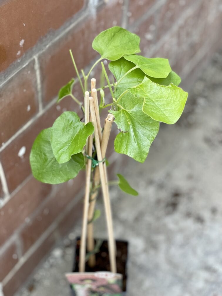 Zdjęcie rośliny Aristolochia macrophylla (Kokornak wielkolistny), ujęcie 3