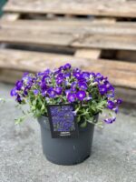 Zdjęcie rośliny Aubrieta gracilis Kitte (Żagwin drobny), ujęcie 1