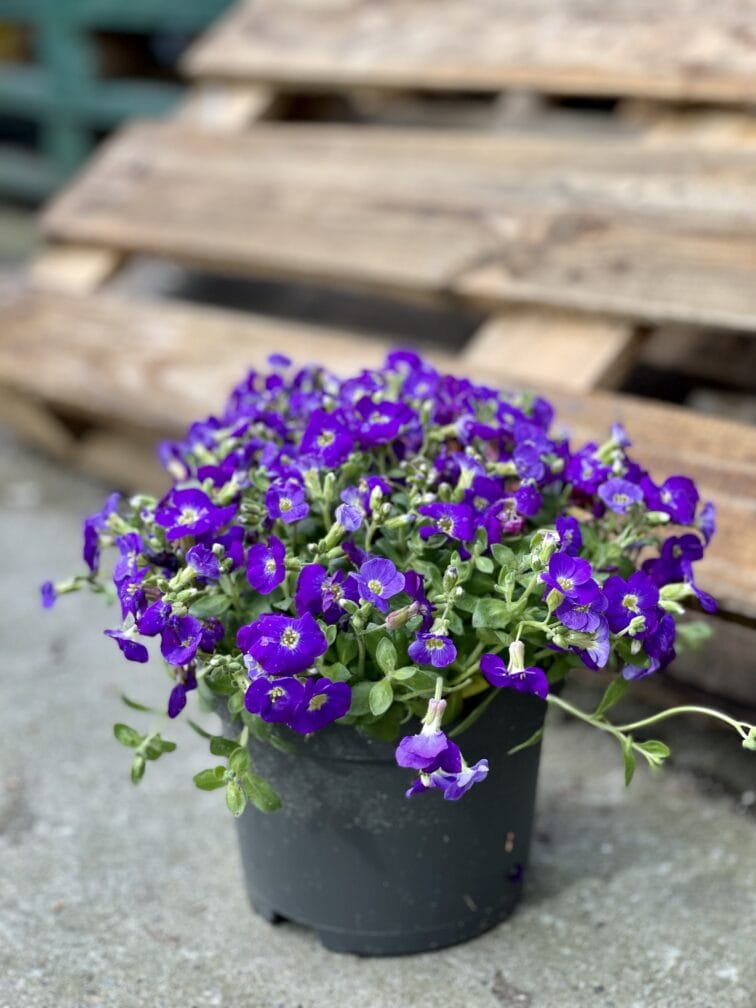 Zdjęcie rośliny Aubrieta gracilis Kitte (Żagwin drobny), ujęcie 2
