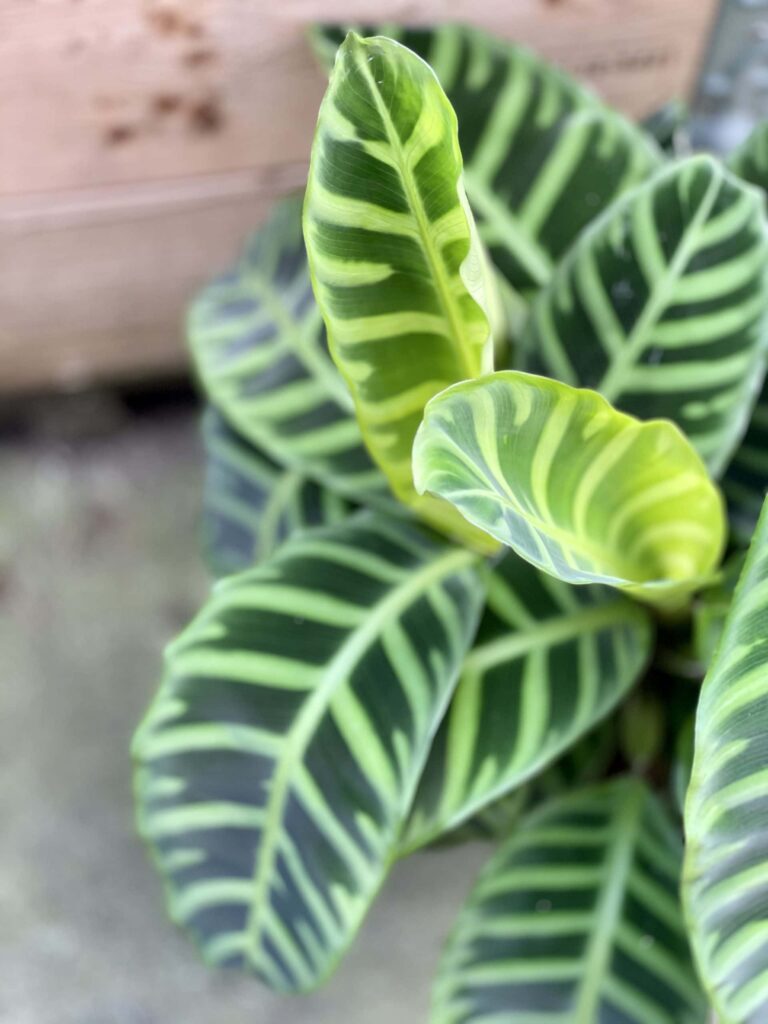 Calathea (Kalatea) zebrina - roślina doniczkowa o aksamitnych liściach