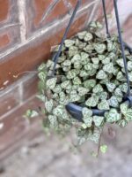 Zdjęcie rośliny Ceropegia woodii Durban, ujęcie 1