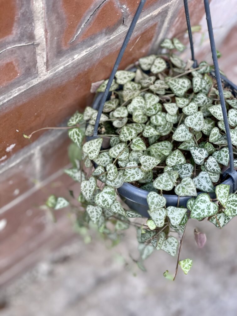 Zdjęcie rośliny Ceropegia woodii Durban, ujęcie 1