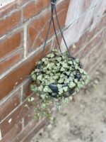 Zdjęcie rośliny Ceropegia woodii Durban, ujęcie 2