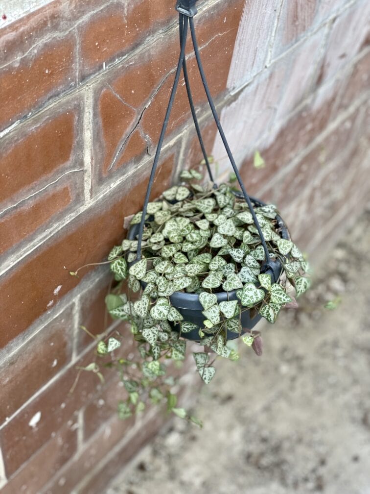 Zdjęcie rośliny Ceropegia woodii Durban, ujęcie 2