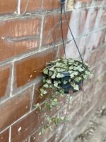 Zdjęcie rośliny Ceropegia woodii Durban, ujęcie 3