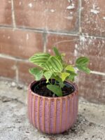 Zdjęcie rośliny Christia obcordata, ujęcie 1