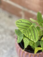 Zdjęcie rośliny Christia obcordata, ujęcie 2